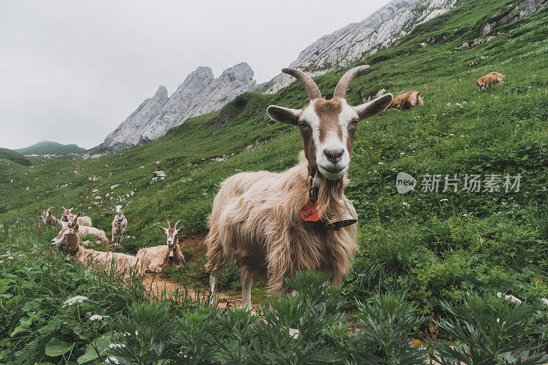 瑞士阿尔卑斯山牧场上的羊