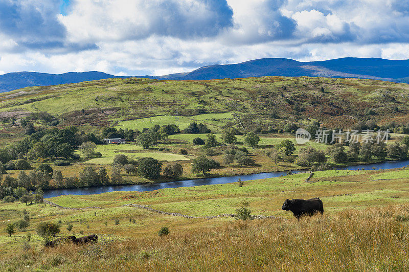苏格兰农村的肉牛