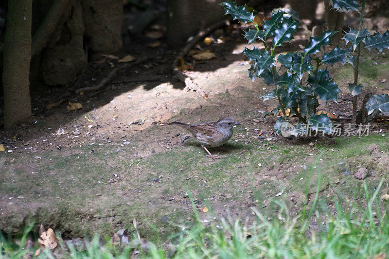 灌木丛中的Dunnock