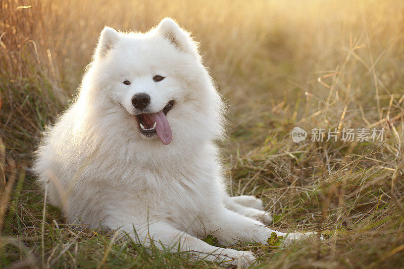 萨摩耶犬(秋天)