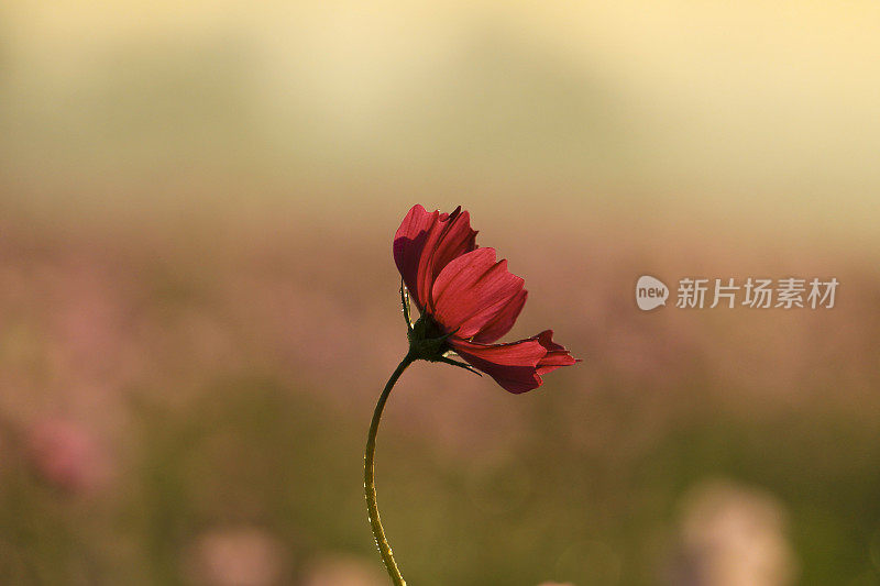 粉红色开花植物特写镜头