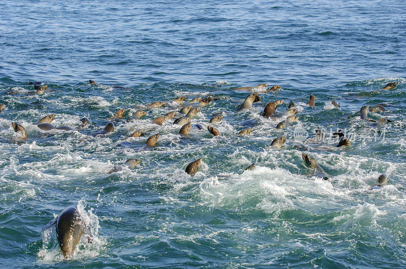 许多野生海狮在疯狂进食