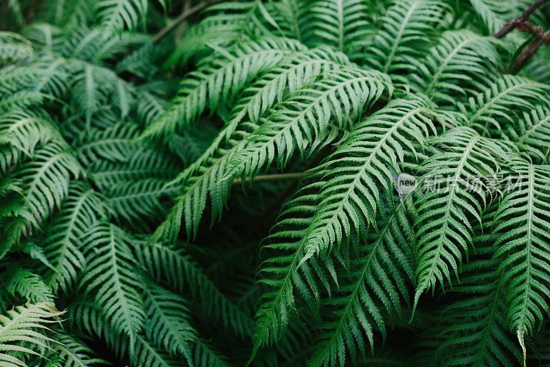 蕨类植物的叶子