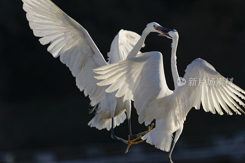 小白鹭战斗