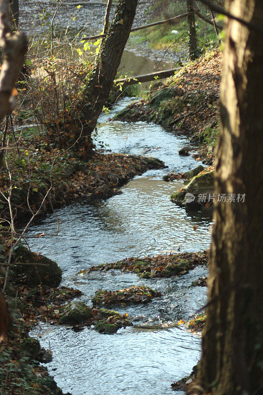 森林倒影在河水上