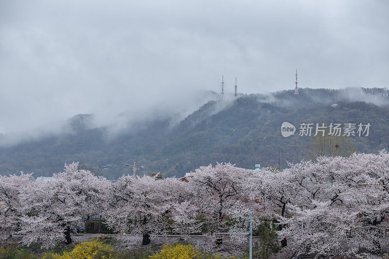 美丽的樱花景观Vd737