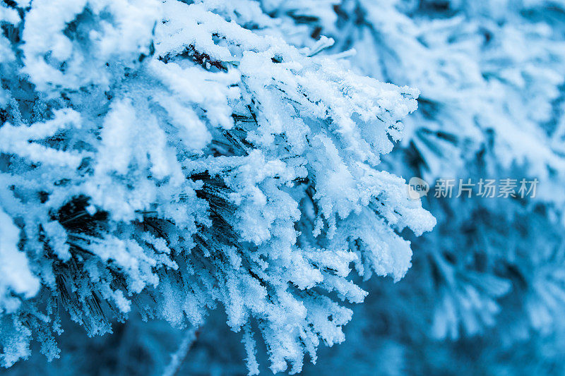 松树枝上缀着雪