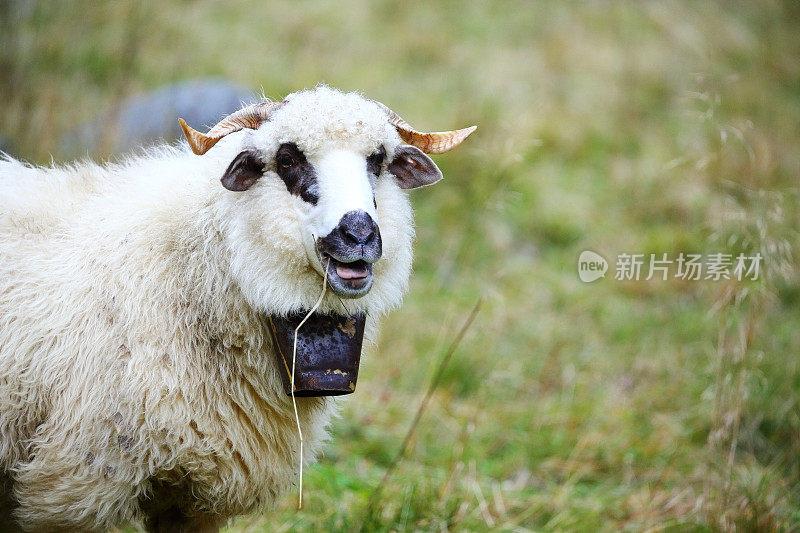 波兰塔特拉山脉乔乔洛夫斯卡山谷的绵羊