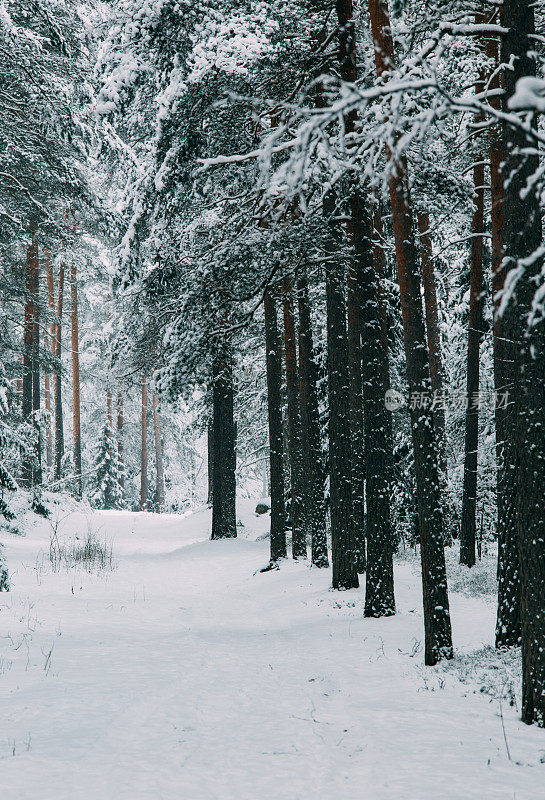 神奇的雪覆盖了树木。美丽的冬天的风景