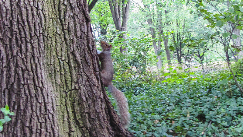 中央公园的松鼠。曼哈顿。纽约。美国