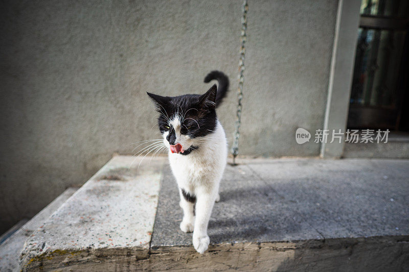 黑白相间的流浪猫正在吐出舌头