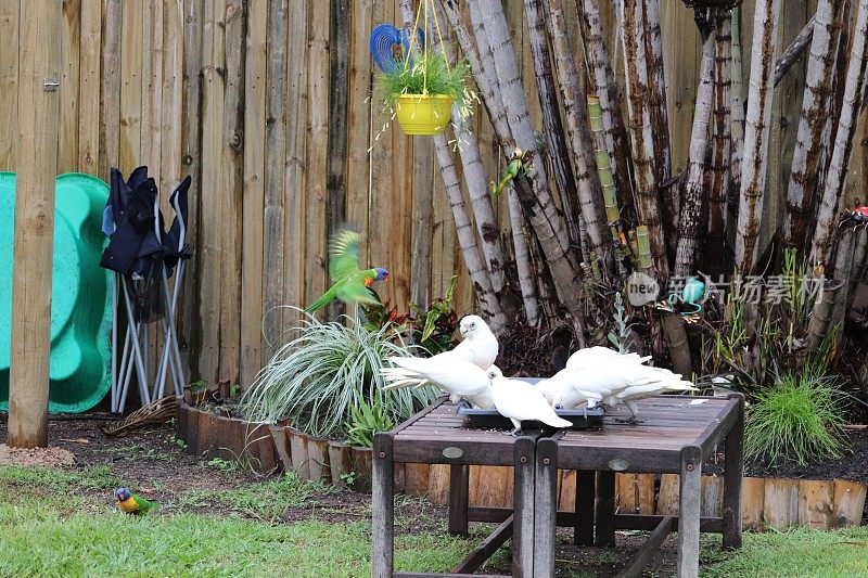 近距离的澳大利亚科瑞拉凤头鹦鹉鸟和彩虹lorrikeet鹦鹉在鸟喂食器