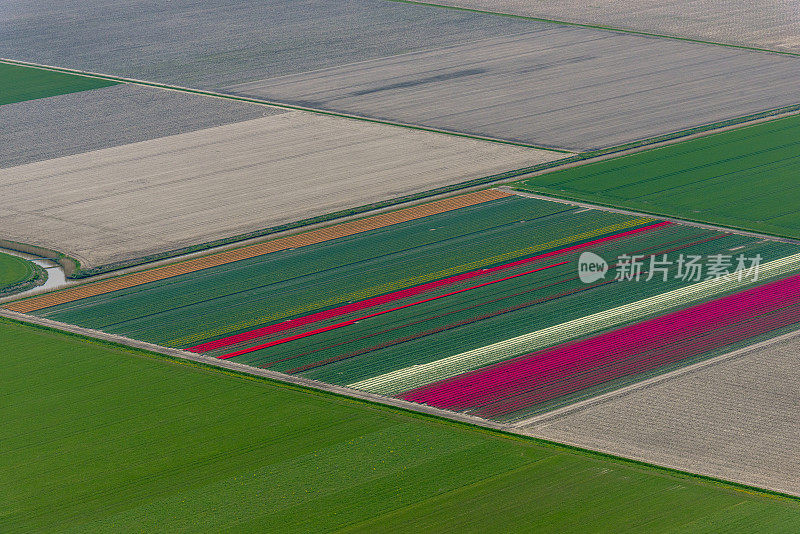 荷兰春季郁金香花海的鸟瞰图