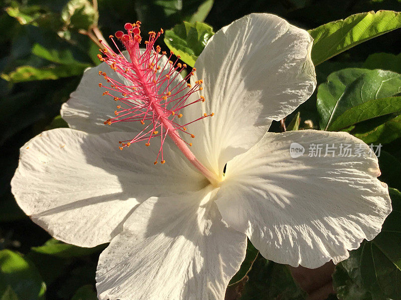 一朵白色和红色的芙蓉花