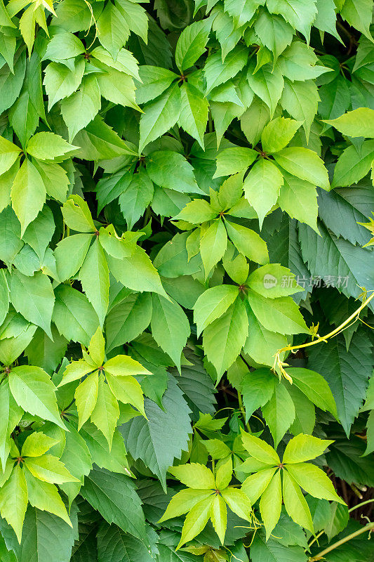 绿色爬山虎植物背景(被叶子覆盖的墙壁)