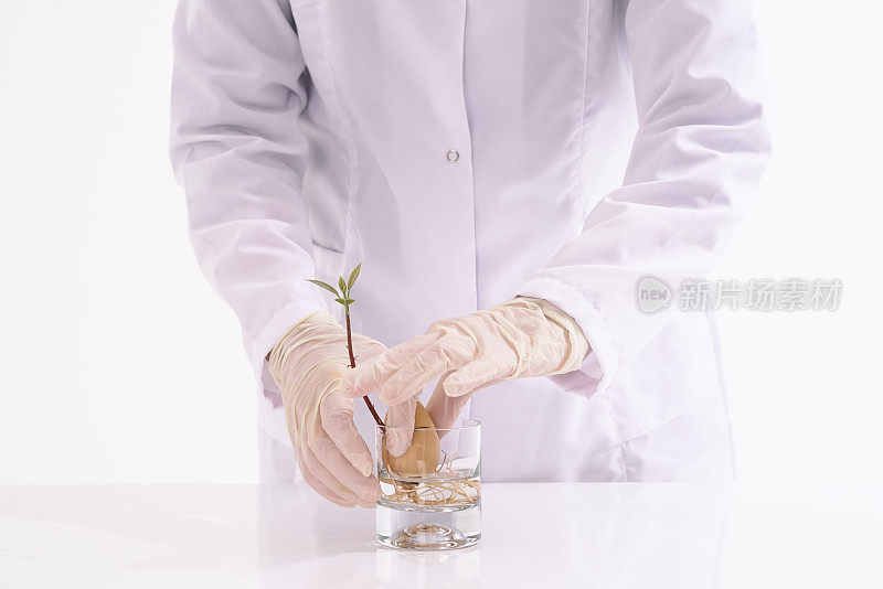 女实验室技术员验证鳄梨幼苗的质量