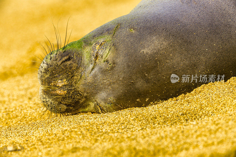 夏威夷考艾岛