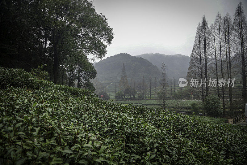 杭州附近的绿茶农场