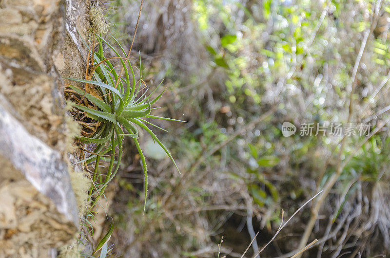 凤梨属植物生长在一块石头上，copyspace向右