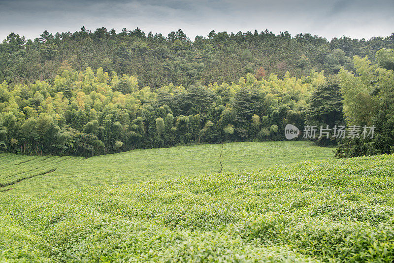 梯田茶