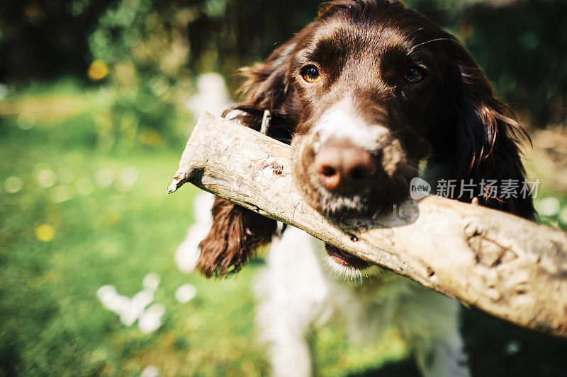 在阳光明媚的花园里，一只小猎犬嘴里叼着一根木头。