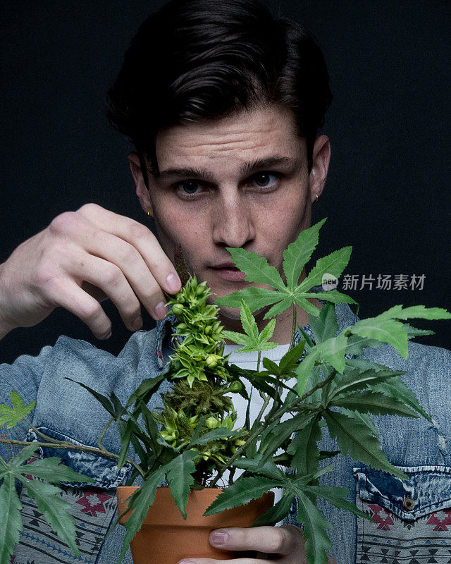 男子与大麻植物的近距离观察