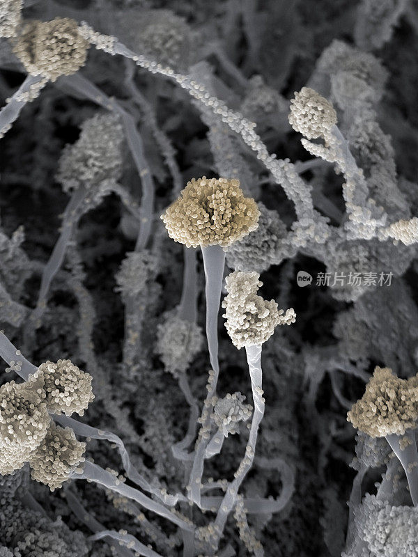 真菌(烟曲霉)，扫描电镜
