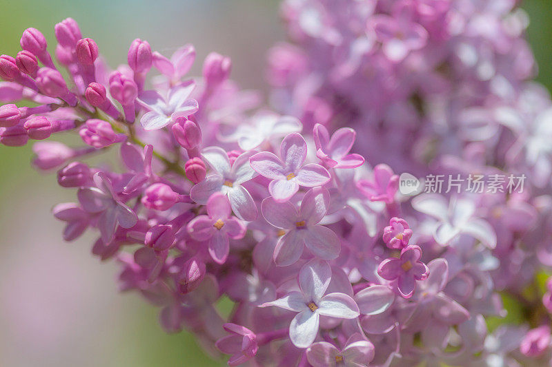 多彩的春天粉红紫色的丁香花在盛开