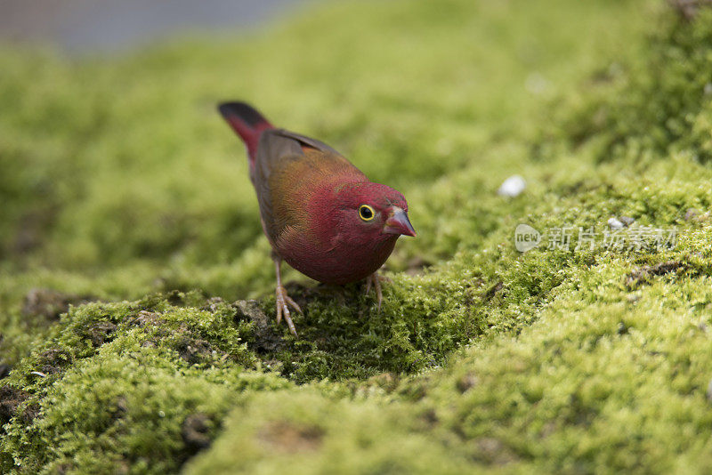 塞内加尔firefinch