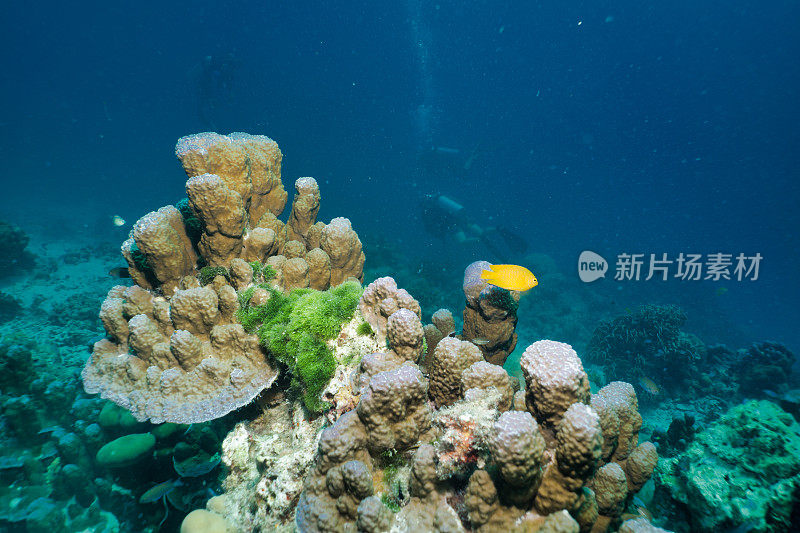 水下管海绵柱珊瑚珊瑚礁上的碳捕获系统