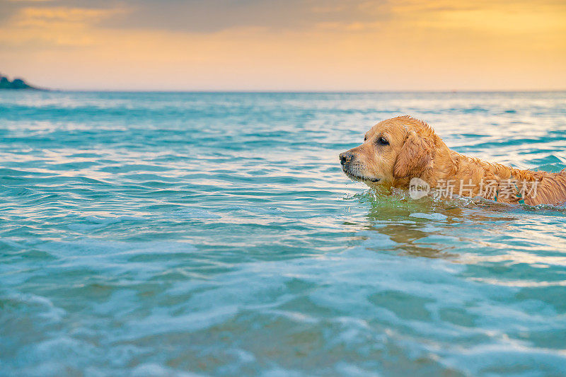 特写肖像金毛猎犬在日出或日落的海水中游泳