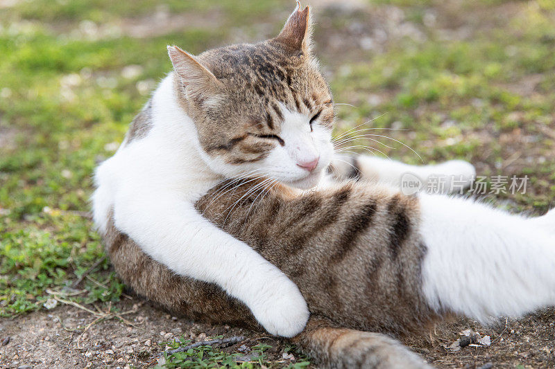 流浪猫在街上休息