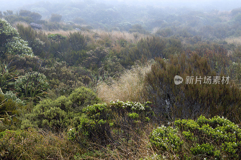 在亚瑟山口国家公园的多布森自然步道上的植物