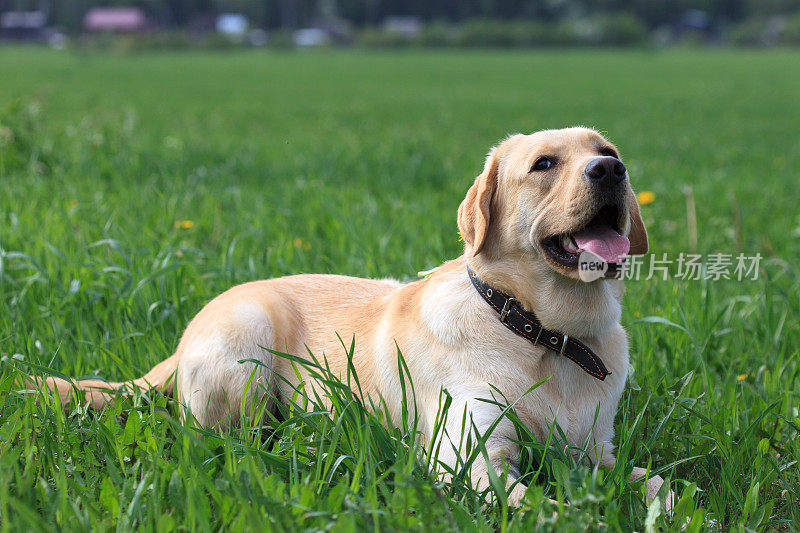 一只拉布拉多寻回犬躺在草地上