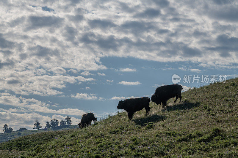 山顶上的野牛