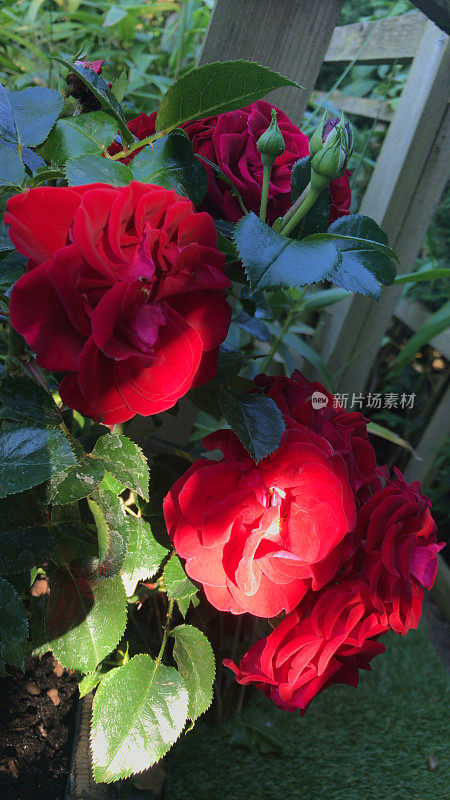 鲜花红玫瑰与水滴生长在花园雨露，芳香的红玫瑰灌木花蕾，花瓣与模糊的园艺背景，浪漫的束玫瑰花瓶，情人节，插花，婚礼花束