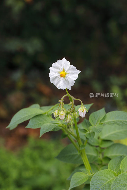 马铃薯蔬菜龙葵的白花