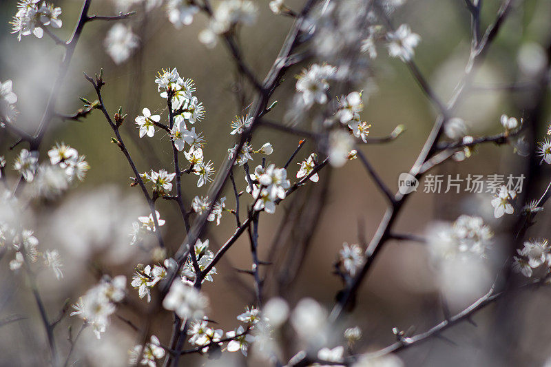 野生樱花