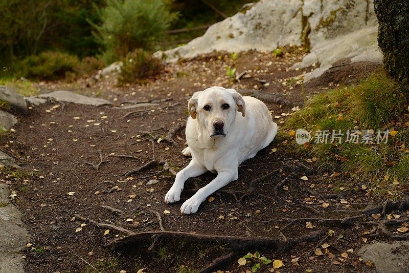 拉布拉多寻回犬