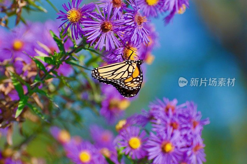 吸食花蜜的帝王蝶