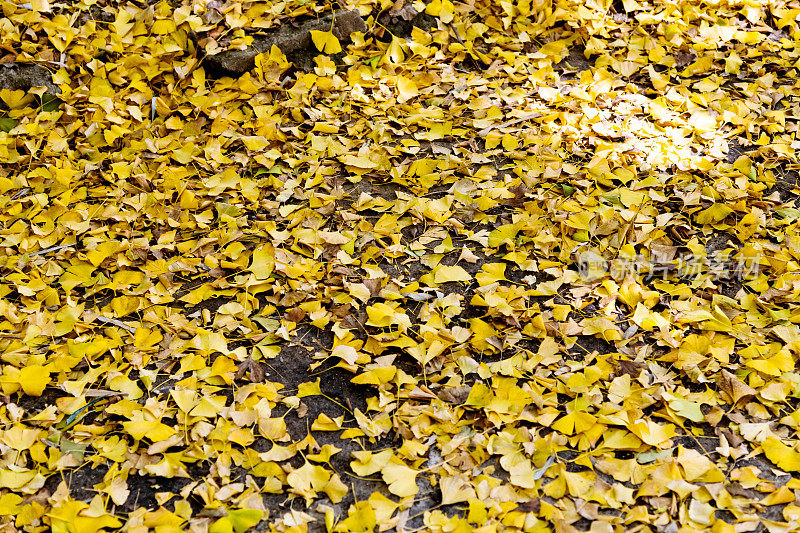 银杏树的叶子覆盖了地面