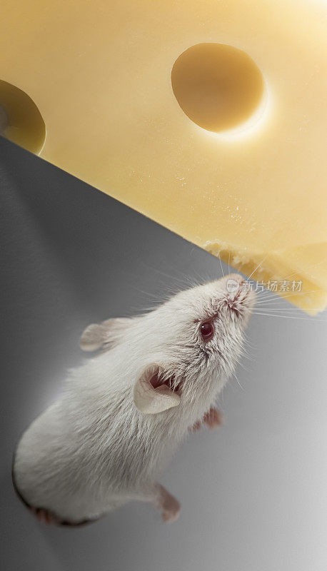 小白鼠在吃黄色的奶酪