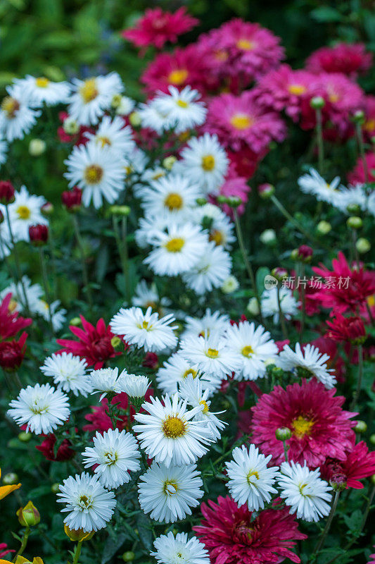 水马齿,菊花