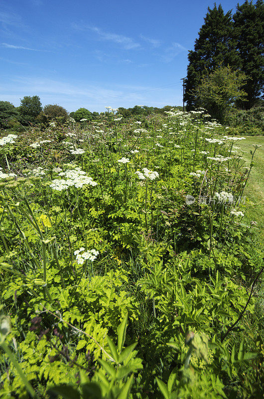 英国康沃尔郡的夏季用牛欧芹树篱