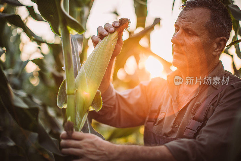 正在检查庄稼的中年农民