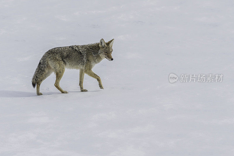 野狼，大犬，在黄石国家公园的雪地里，WY