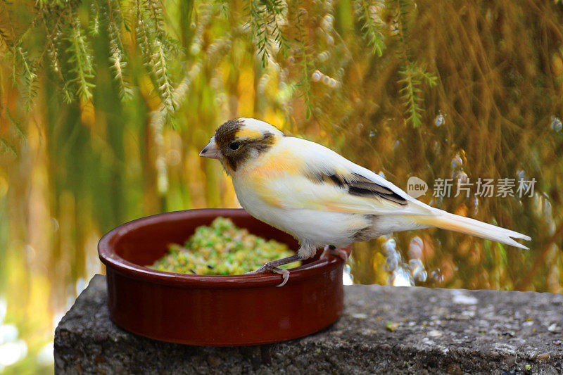 喂食器上的金丝雀。