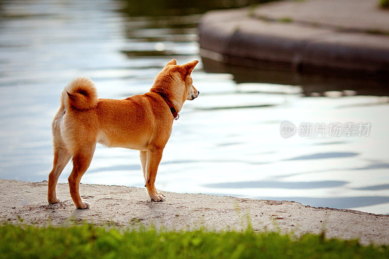 年轻可爱的红柴犬在户外