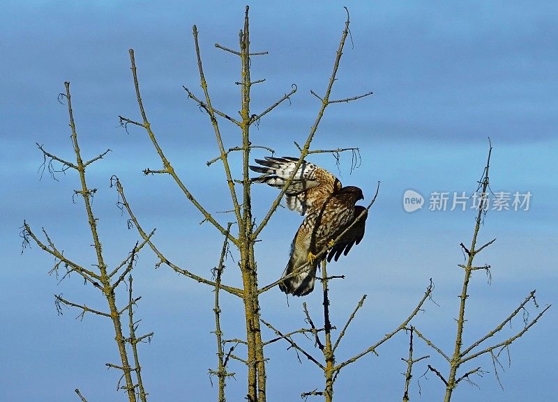 可以尤金船边那展翅翱翔的鹰