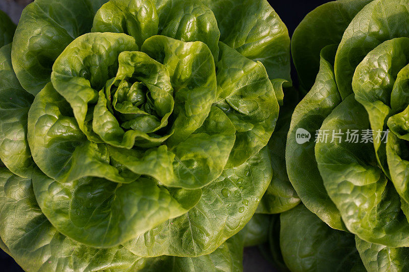 温室种植生菜